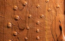 ArtCAM Peacock Wood Art Wall Panel